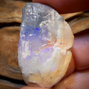 58.2cts - Opalised Shell Rare Geological Rough Specimen from Lightning Ridge