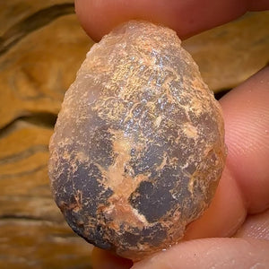 62.3cts - Opalised Shell Rare Geological Specimen from Lightning Ridge