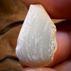 26.3cts - Opalised Shell Rare Geological Rough Specimen from Lightning Ridge