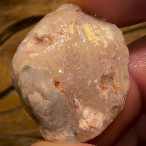 40.3cts - Opalised Shell Rare Geological Specimen from South Australia