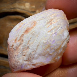 55.1cts - Opalised Shell Rare Geological Rough Specimen from Lightning Ridge