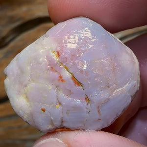 50.3cts - Opalised Shell Rare Geological Specimen from South Australia Great Preserved Shape