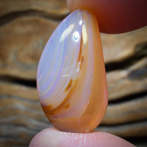 9.1cts - Honey Shell Queensland Boulder Seam Opal