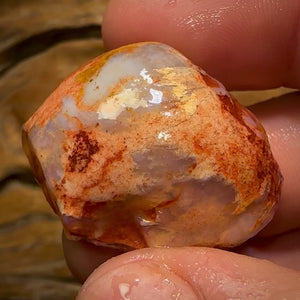 50.5cts - Opalised Shell Rare Geological Specimen from South Australia