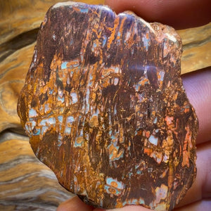 🔨 AUCTION 🔨 Reserve 💎 High Roller Banger Auction 💎 156.3cts - Australian Boulder Wood Fossil Opal Specimen Polished