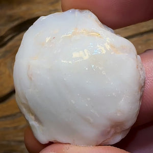 77.9cts - Opalised Shell Rare Geological Specimen from South Australia