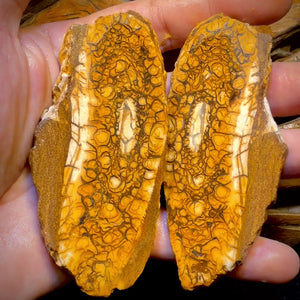 565cts - Large Tribal Yowah Nut Opal Rough Pair. Australian Opal