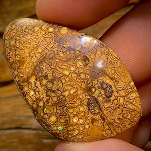 85.1cts - Large Tan Tribal Yowah Nut Opal