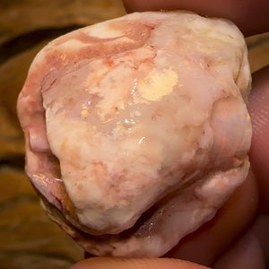 39.6cts - Opalised Shell Rare Geological Specimen a from South Australia