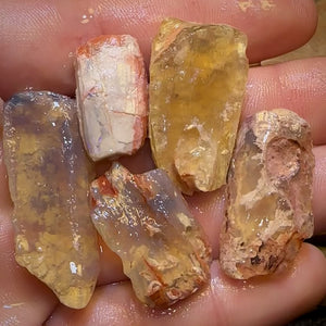 93.6cts - 5x Opalised Fossil Geological Specimens from Lightning Ridge