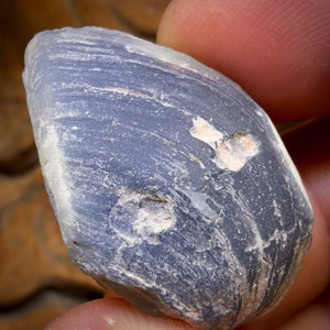55cts - Black Opalised Shell Rare Geological Rough Specimen from Lightning Ridge