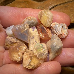 90.2cts - 12x Opalised Fossil Geological Specimens from Lightning Ridge