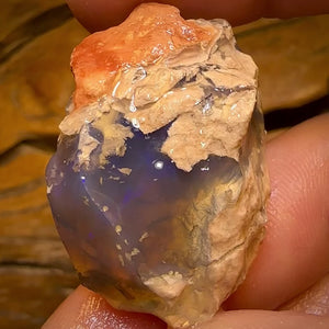 71.5cts - Rare Opalised Geological Specimen from Lightning Ridge