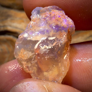 Bargain Card! 19.8cts - Opalised Shell Geological Specimen from South Australia