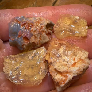 97.8cts - 4x Opalised Shell Geological Specimens from Lightning Ridge