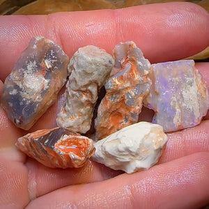 78.6cts - 6x Opalised Fossil Geological Specimens from Lightning Ridge