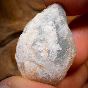 43cts - Opalised Shell Rare Geological Rough Specimen from Lightning Ridge