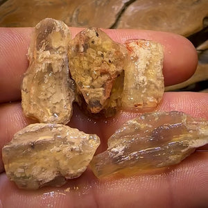 59.8cts - 5x Opalised Fossil Geological Specimens from Lightning Ridge