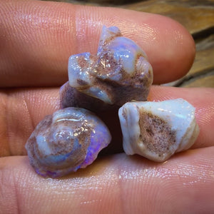 32.2cts - 3x RARE Gastropods Natural Opalised Snail Shell Fossils
