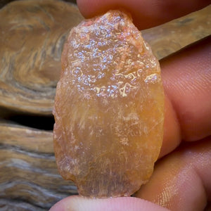 51.1cts - Opalised Shell Rare Geological Specimen from Lightning Ridge