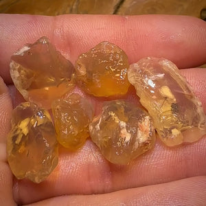 68.5cts - 6x Opalised Shell Geological Specimens from Lightning Ridge