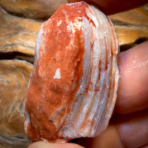 102.2cts - Opalisierte Muschel Geologisches Exemplar aus Südaustralien