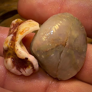 63.9cts - 2 for 1 Opalised Shell Rare Geological Specimen Set from South Australia