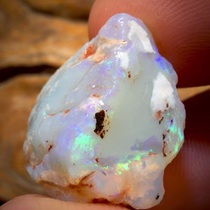 39.8cts - Opalised Shell Geological Specimen from South Australia