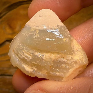 57.6cts - Opalised Shell Rare Geological Specimen from Lightning Ridge