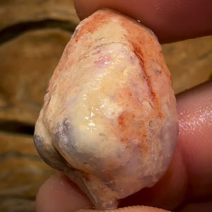 43.5cts - Opalised Shell Rare Geological Specimen from South Australia Good Shape