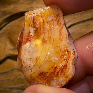 72.7cts - Opalised Shell Rare Geological Specimen from South Australia