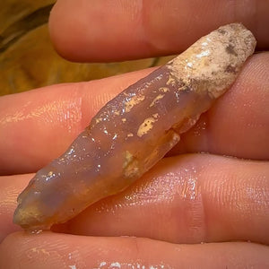 🔨 AUCTION 🔨 21.6cts - Rare Opalised Geological Specimen from Lightning Ridge