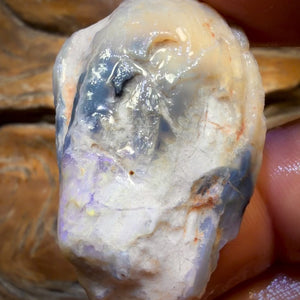 BARGAIN CARD! 75.5cts - Opalised Shell Geological Specimen from South Australia