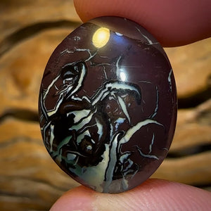 34.2cts - Queensland Boulder Opal from Koroit