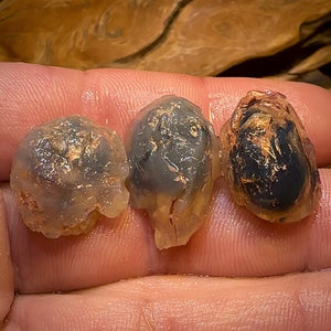 44.1cts - 3x Opalised Shell Geological Specimens from Lightning Ridge