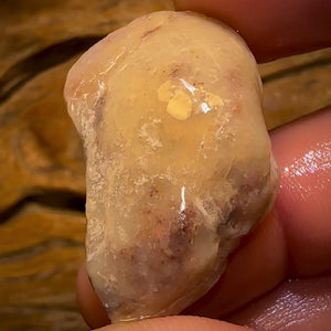 Auction Fall-Through = Your Gain! 🔥 Now More Than 50% Off RRP 🚨 59.1cts - Opalised Shell Rare Geological Specimen from South Australia