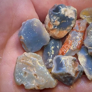 136.1cts - 9x Opalised Fossil Geological Specimens from Lightning Ridge