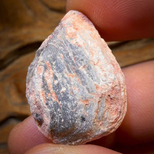 35.6cts - Opalised Shell Rare Geological Rough Specimen from Lightning Ridge