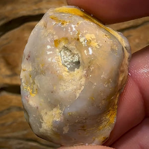 78.6cts - Opalised Shell Rare Geological Specimen from South Australia Good Size