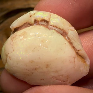 43.2cts - Opalised Shell Rare Geological Specimen from South Australia