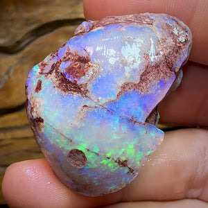 115.9cts - Opalised Shell Geological Specimen from South Australia