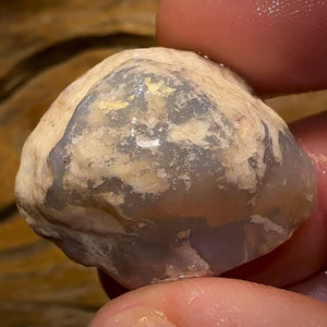 59.2cts - Opalised Shell Rare Geological Specimen from South Australia