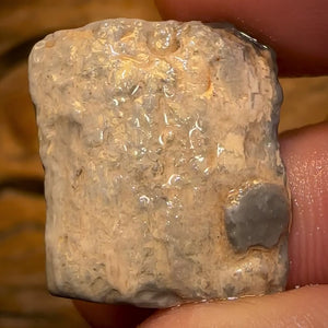 Auction Fall-Through = Your Gain! 🔥 Now More Than 50% Off RRP 🚨 16.1cts - Lightning Ridge Wood / Vegetation Fossil Opal Rough Specimen