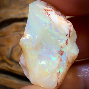 47.8cts - Opalised Shell Geological Specimen from South Australia