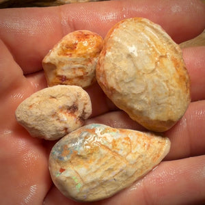 114.8cts - 4x Opalised Fossil Shell Specimens. Featured on ‘Outback Opal Hunters’!
