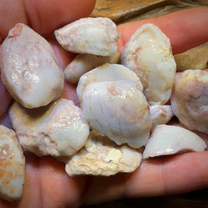 1 x South Australian Opalised Shell Fossil Specimens. BULK LISTING BARGAIN