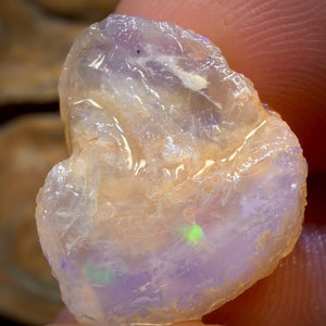 19.4cts - Opalised Shell Geological Specimen from South Australia