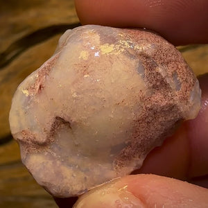 50.2cts - Opalised Shell Rare Geological Specimen from South Australia