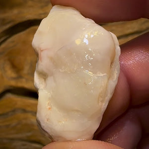 🔨 AUCTION 🔨 No Reserve 61.4cts - Opalised Shell Rare Geological Specimen from South Australia