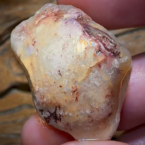 69.9cts - Opalised Shell Rare Geological Specimen from South Australia